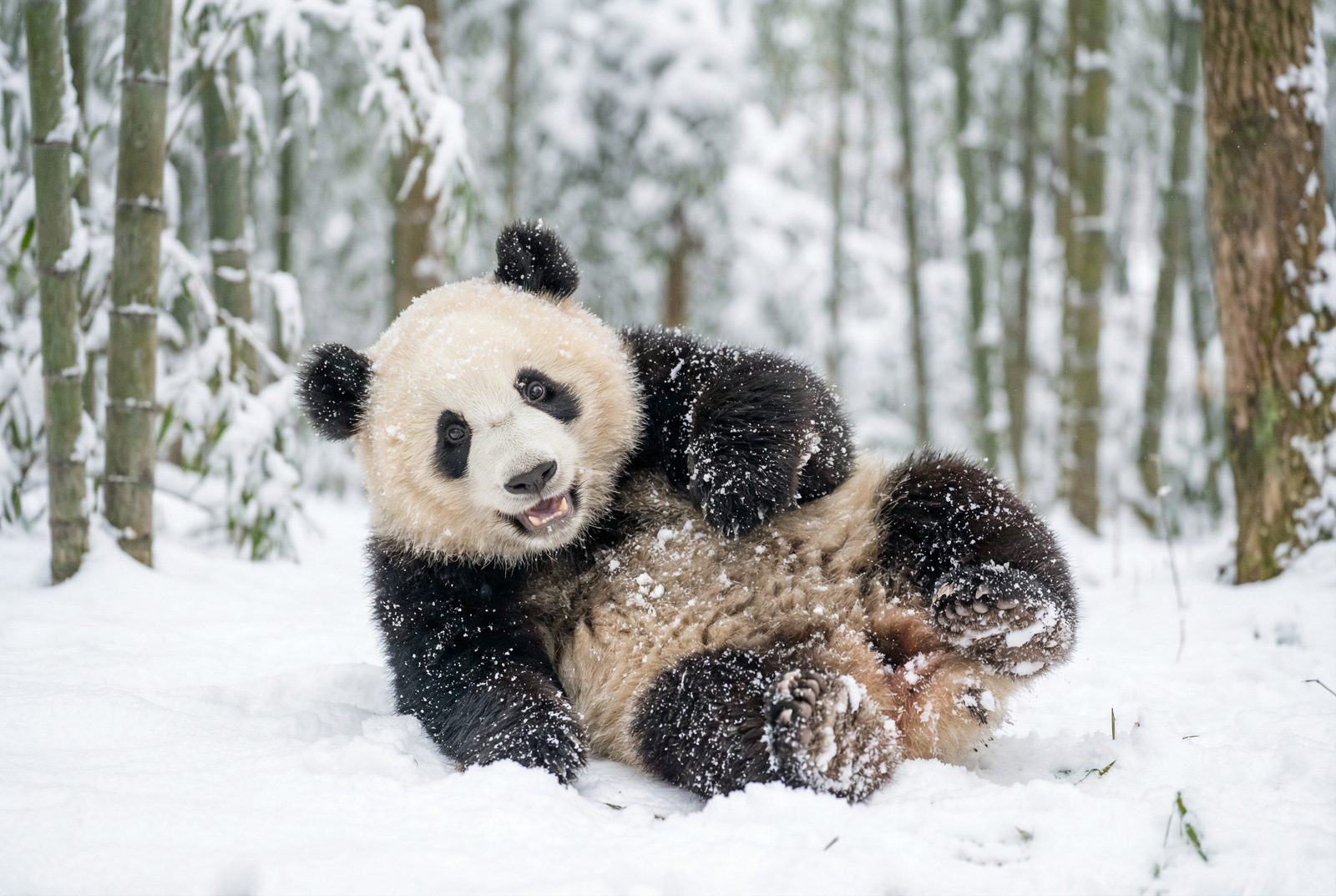 国产自拍熊猫雪地嬉戏视频