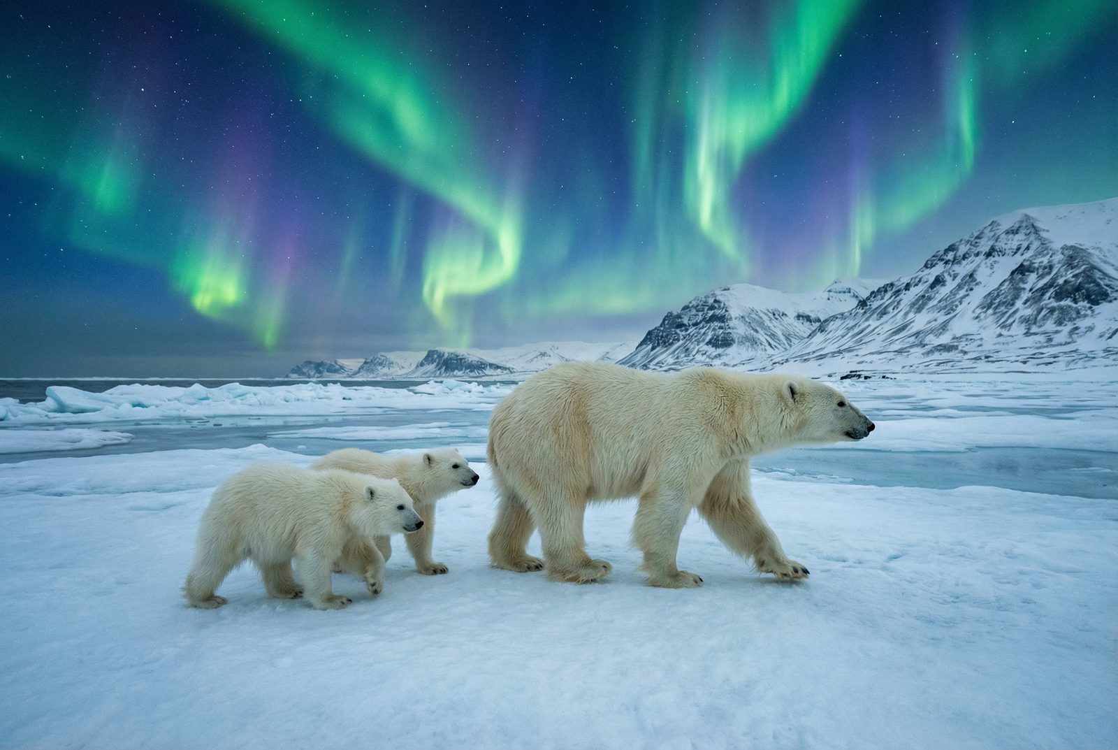 国产自拍北极熊极光视频